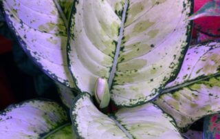 Aglaonema 'Super White', floraison, Araceae, plante d'intérieur, Paris 19e (75)