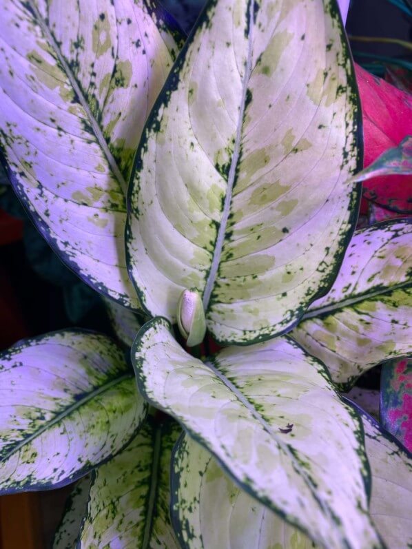 Aglaonema 'Super White', floraison, Araceae, plante d'intérieur, Paris 19e (75)