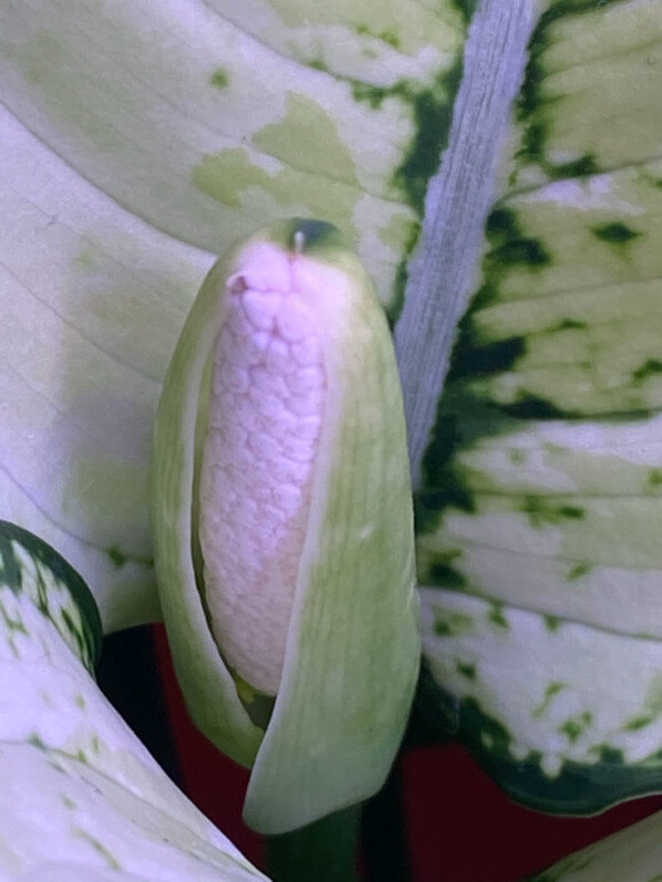 Aglaonema 'Super White', floraison, Araceae, plante d'intérieur, Paris 19e (75)