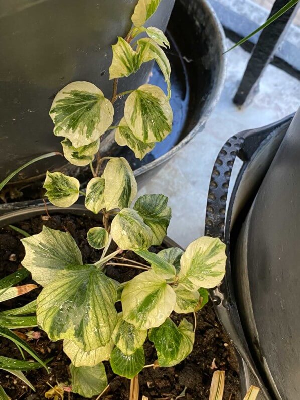 Lierre à feuillage panaché en été sur mon balcon parisien, Paris 19e (75)