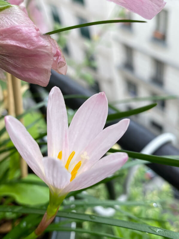 Lis zéphyr, Zephyranthes candida, en été sur mon balcon parisien, Paris 19e (75)