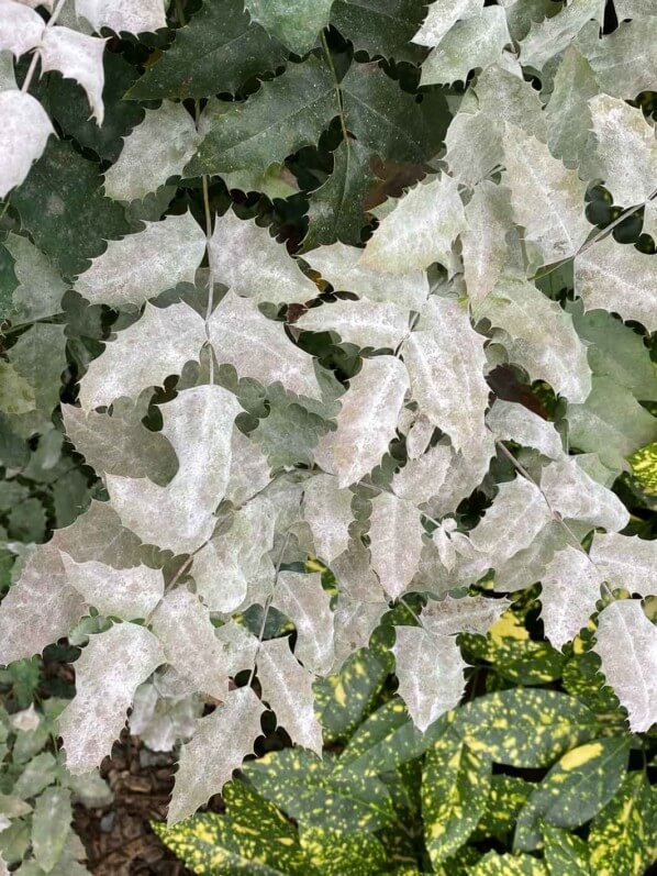 Blanc (oïdium) sur mahonia en été dans le jardin du Moulin-de-la-Pointe, Paris 13e (75)