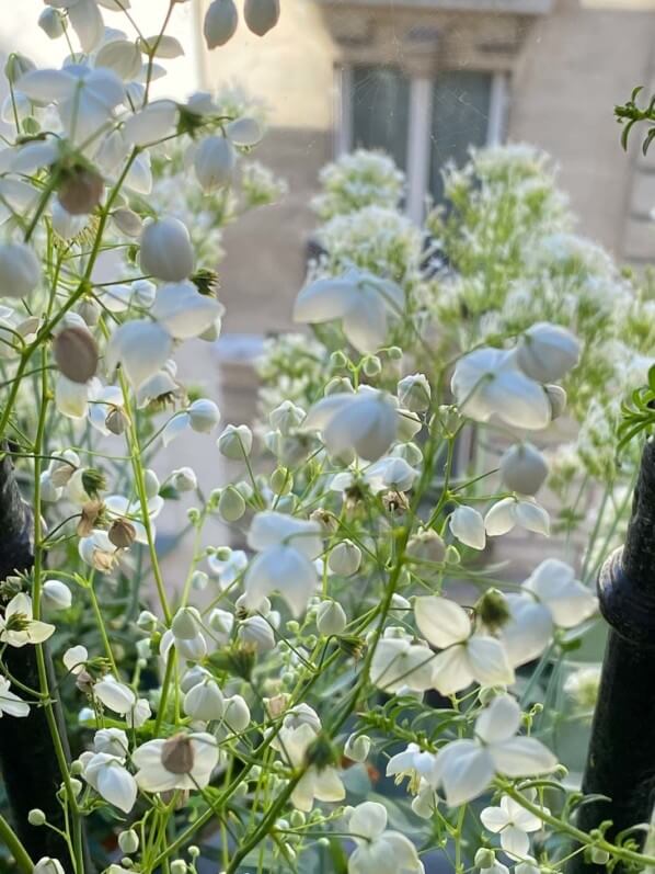 Pigamon, Thalictrum 'Splendide White', en été sur mon balcon parisien, Paris 19e (75)