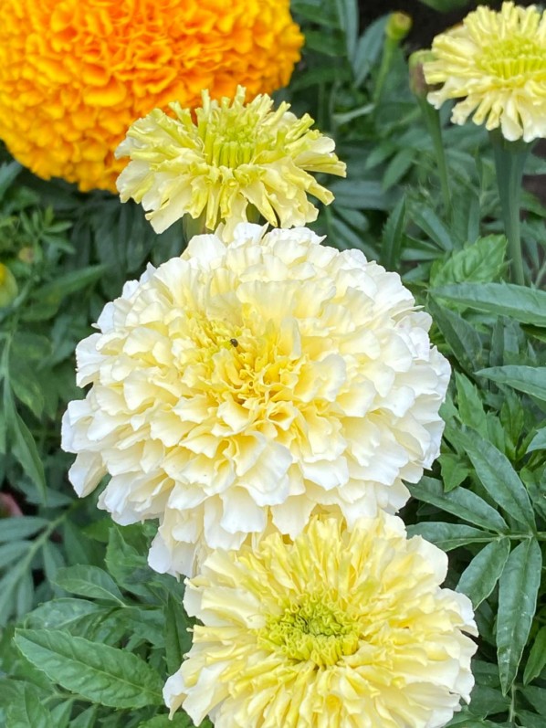 Rose d'Inde F1 'Vanilla' (Astéracées) en été dans le jardin du Moulin-de-la-Pointe, Paris 13e (75)