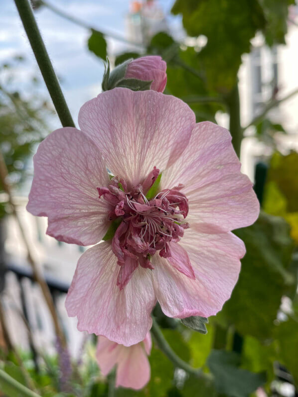 Alcathea x suffrutescens 'Parkfrieden' en été sur mon balcon parisien, Paris 19e (75)