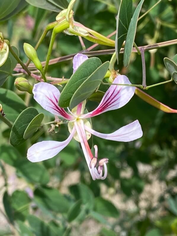 Bauhinia yunnanensis en été dans le Jardin des plantes, Paris 5e (75)