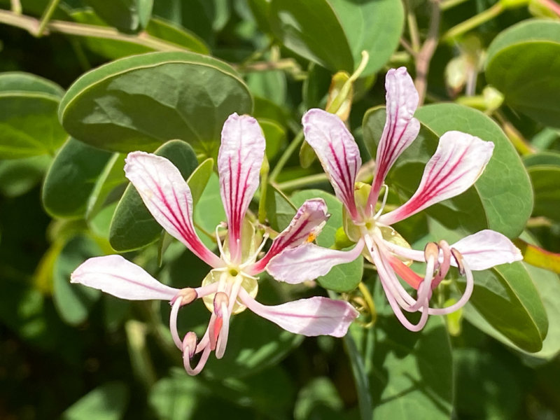 Bauhinia yunnanensis en été dans le Jardin des plantes, Paris 5e (75)