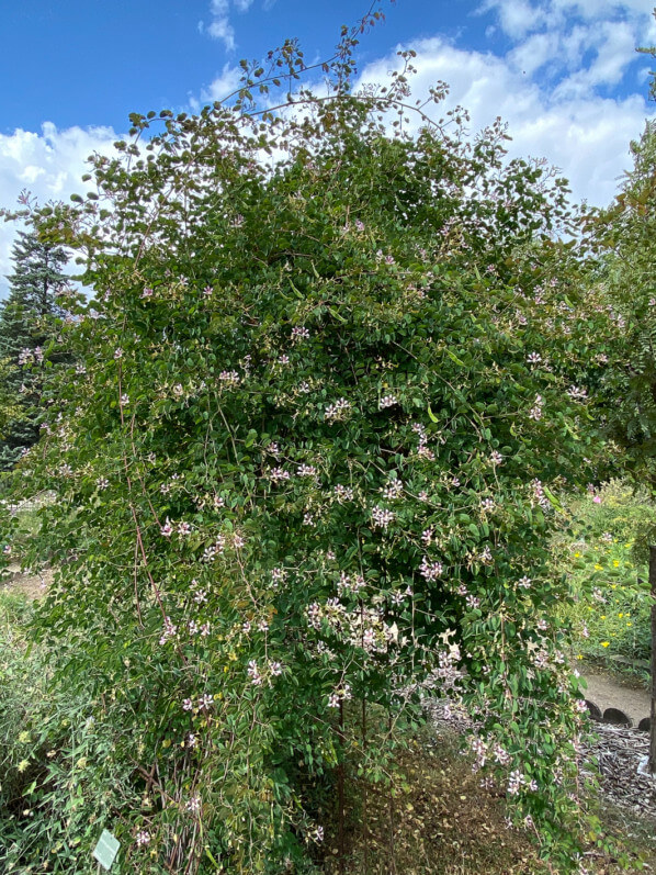 Bauhinia yunnanensis en été dans le Jardin des plantes, Paris 5e (75)