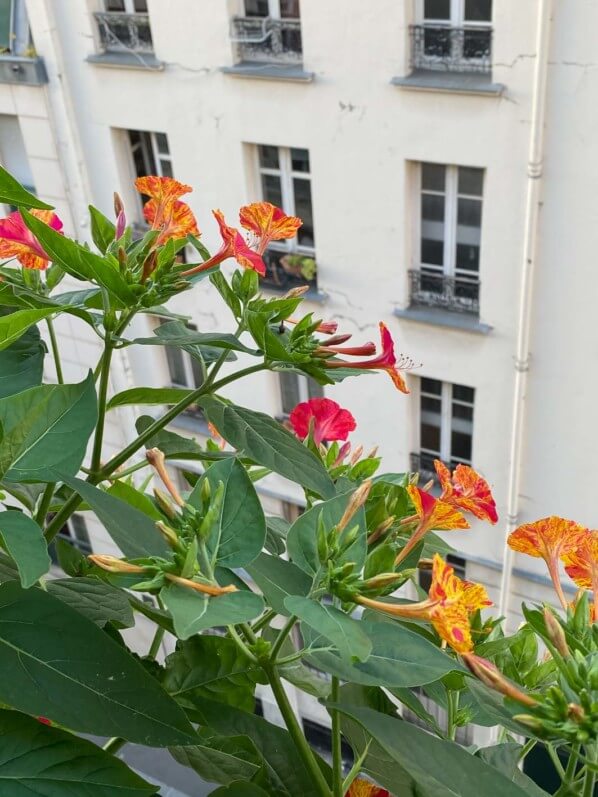 Belle-de-nuit (Mirabilis jalapa) 'Arlequin' en été sur mon balcon parisien, Paris 19e (75)