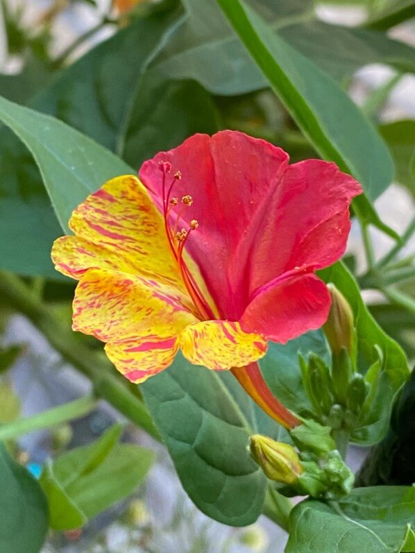 Belle-de-nuit (Mirabilis jalapa) 'Arlequin' en été sur mon balcon parisien, Paris 19e (75)