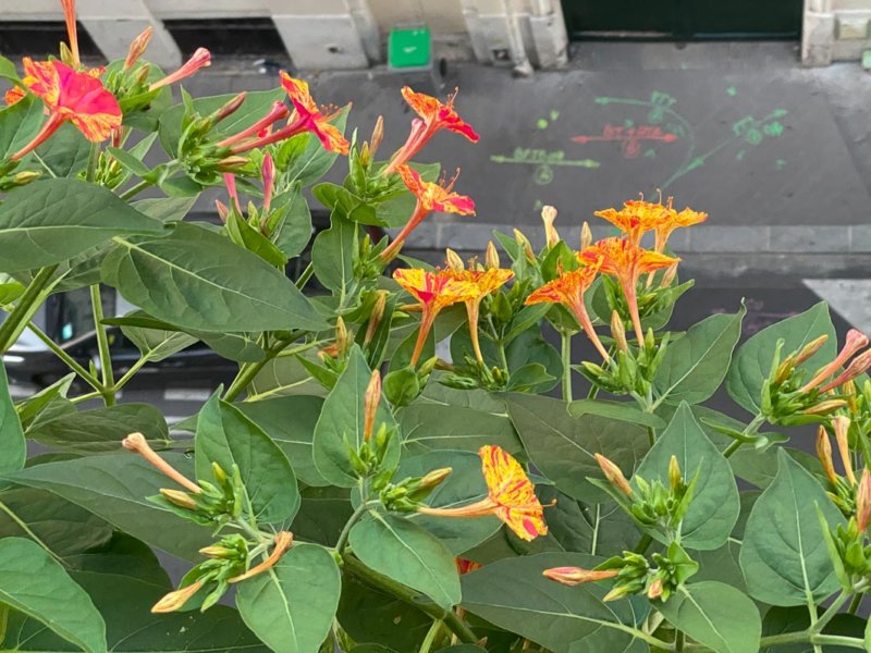 Belle-de-nuit (Mirabilis jalapa) 'Arlequin' en été sur mon balcon parisien, Paris 19e (75)