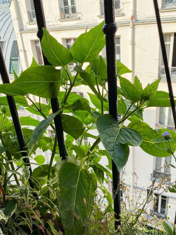 Belle-de-nuit (Mirabilis jalapa) en été sur mon balcon parisien, Paris 19e (75)