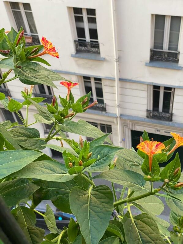 Belle-de-nuit (Mirabilis jalapa) en été sur mon balcon parisien, Paris 19e (75)