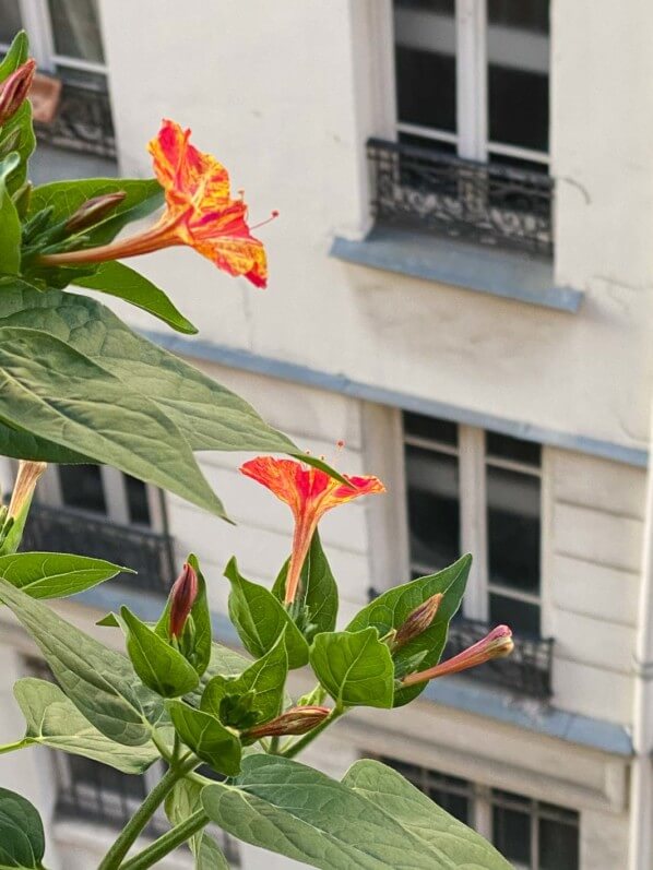 Belle-de-nuit (Mirabilis jalapa) en été sur mon balcon parisien, Paris 19e (75)