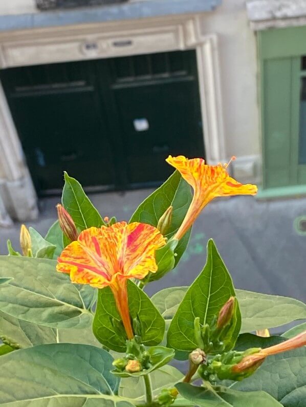 Belle-de-nuit (Mirabilis jalapa) en été sur mon balcon parisien, Paris 19e (75)