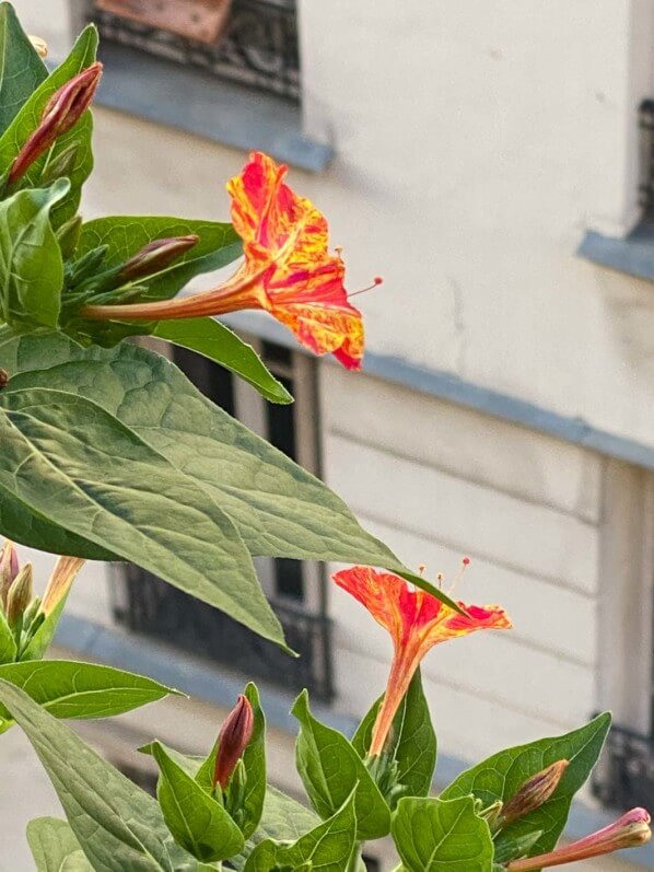 Belle-de-nuit (Mirabilis jalapa) en été sur mon balcon parisien, Paris 19e (75)