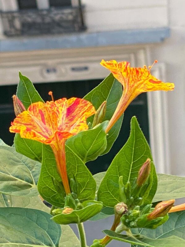 Belle-de-nuit (Mirabilis jalapa) en été sur mon balcon parisien, Paris 19e (75)