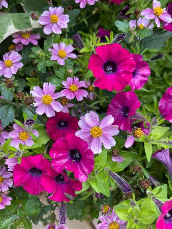 Lire la suite à propos de l’article Bidens rose en bonne compagnie tout l’été