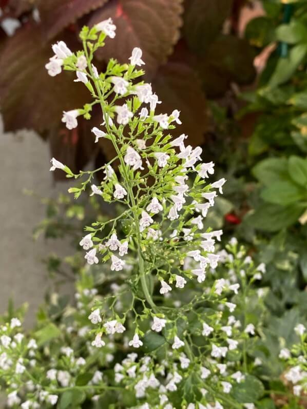 Calamintha nepeta ssp. nepeta 'Triumphator' en été sur mon balcon parisien, Paris 19e (75)