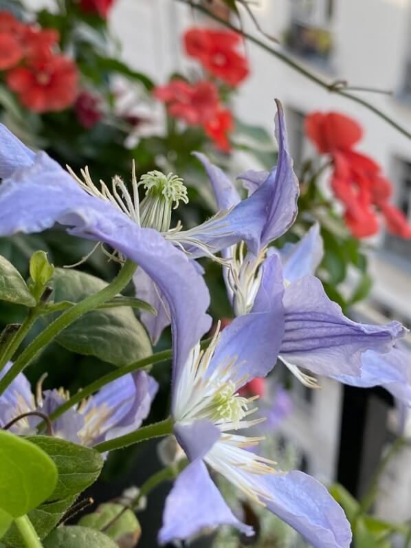 Clématite 'Blue River' en été sur mon balcon parisien, Paris 19e (75)