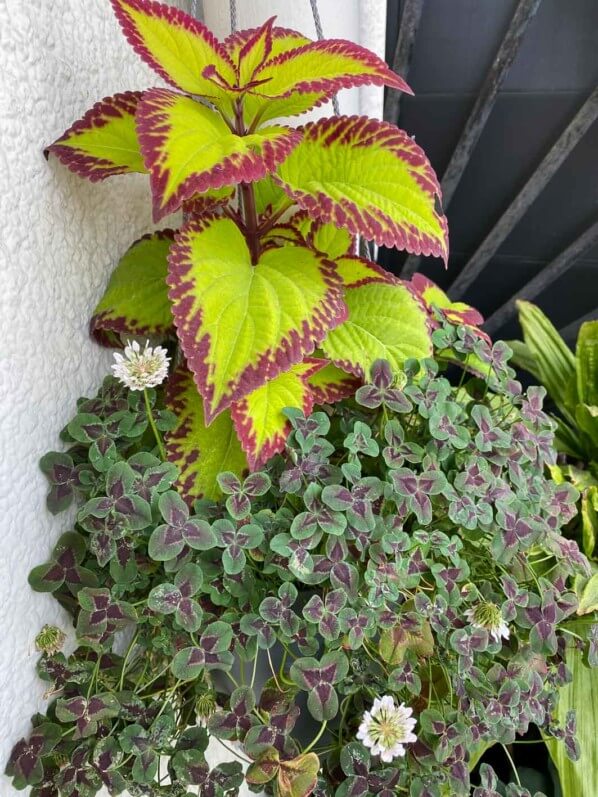 Suspension de coleus et trèfle (Trifolium repens) en été sur mon balcon parisien, Paris 19e (75)