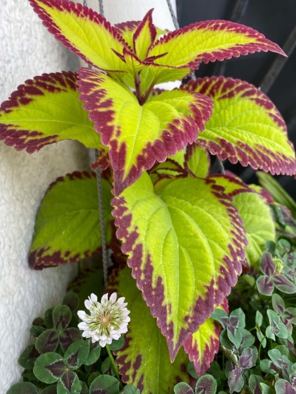 Coleus et trèfle (Trifolium repens) en été sur mon balcon parisien, Paris 19e (75)