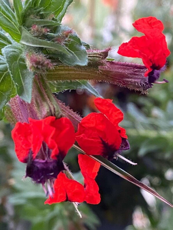 Cuphea llavea 'Tiny Mice' en été sur mon balcon parisien, Paris 19e (75)