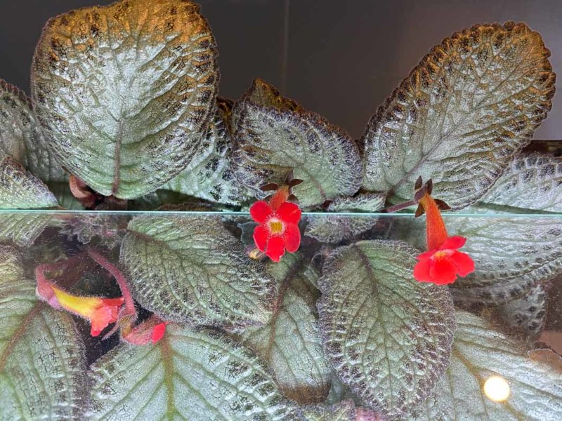 Episcia 'Silver Skies' sortant et fleurissant en dehors de son terrarium, Gesnériacées, plante d'intérieur, Paris 19e (75)