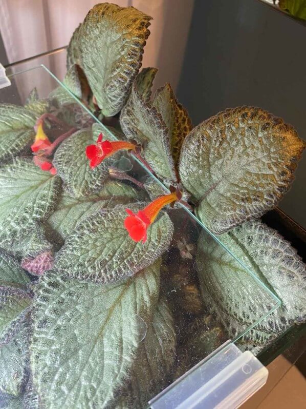 Episcia 'Silver Skies' sortant et fleurissant en dehors de son terrarium, Gesnériacées, plante d'intérieur, Paris 19e (75)