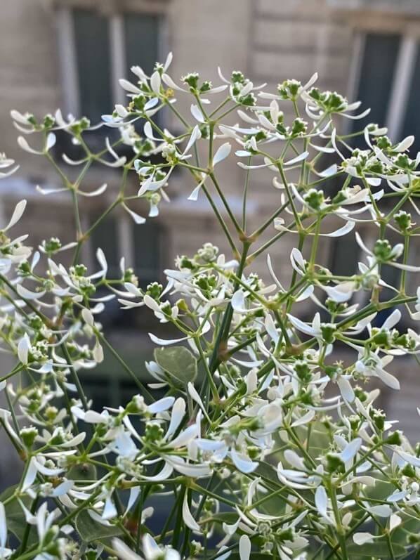 Euphorbe 'Diamond Frost' en été sur mon balcon parisien, Paris 19e (75)