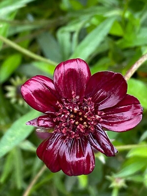 Fleur du Cosmos atrosanguineus 'Chocamocha' en été dans le parc Terra Botanica, Angers (49)