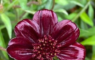 Fleur du Cosmos atrosanguineus 'Chocamocha' en été dans le parc Terra Botanica, Angers (49)