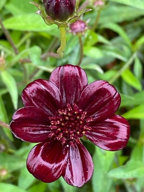 Fleur du Cosmos atrosanguineus 'Chocamocha' en été dans le parc Terra Botanica, Angers (49)