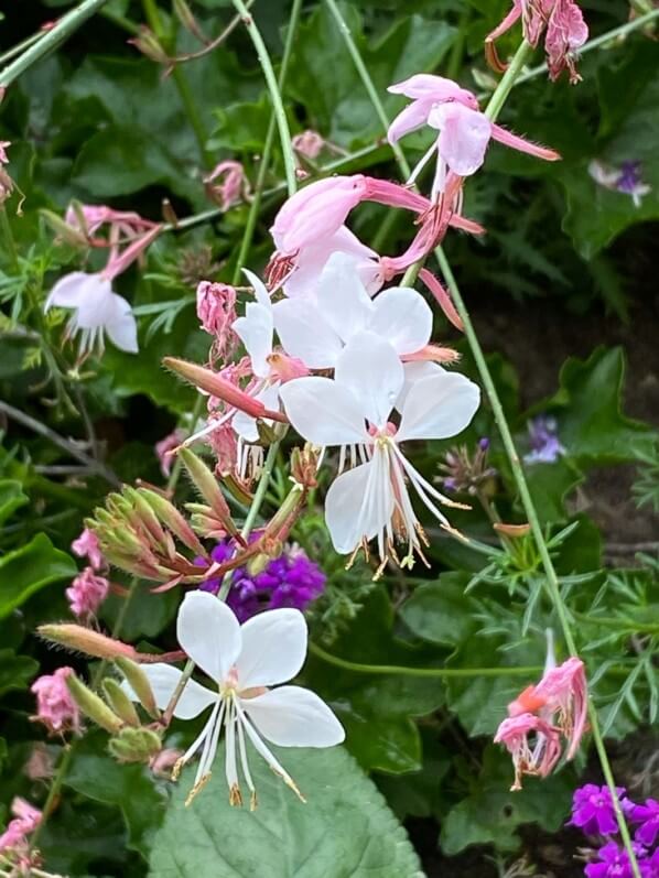 Gaura en été dans le square Henri Collet, Paris 16e (75)