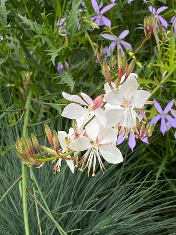 Gaura en été dans le square Henri Collet, Paris 16e (75)