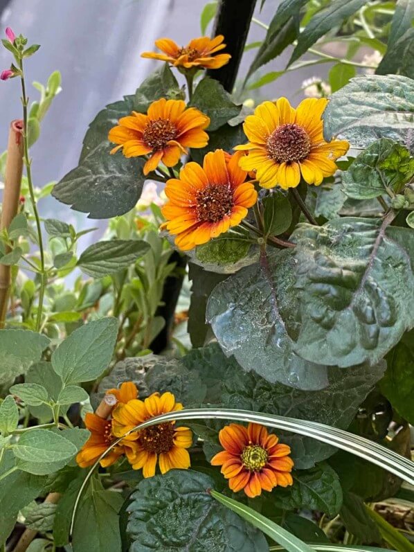 Heliopsis helianthoides var. scabra ‘Bleeding Hearts’ en été sur mon balcon parisien, Paris 19e (75)