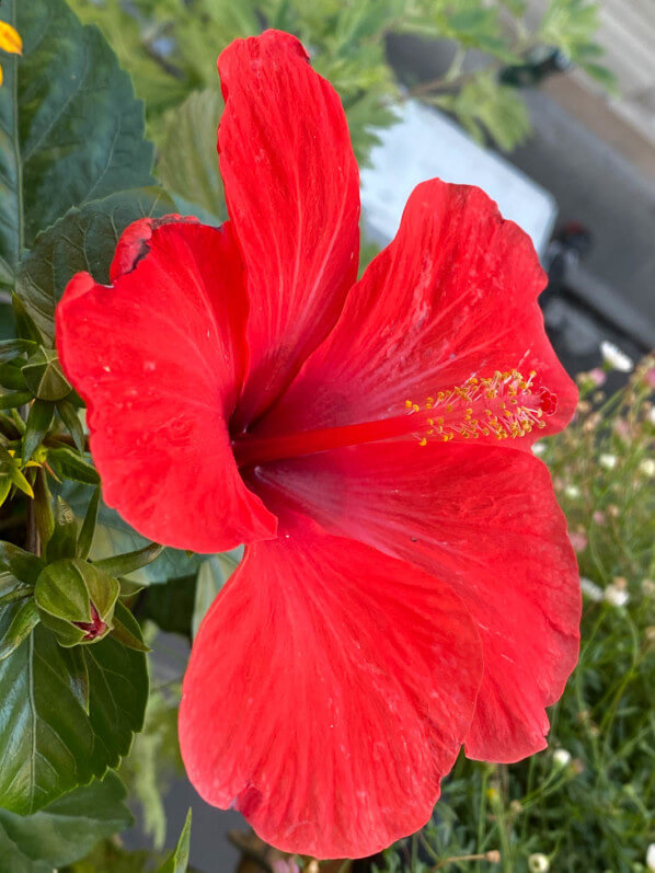 Hibiscus x rosa-sinensis HibisQs Longiflora en été sur mon balcon parisien, Paris 19e (75)