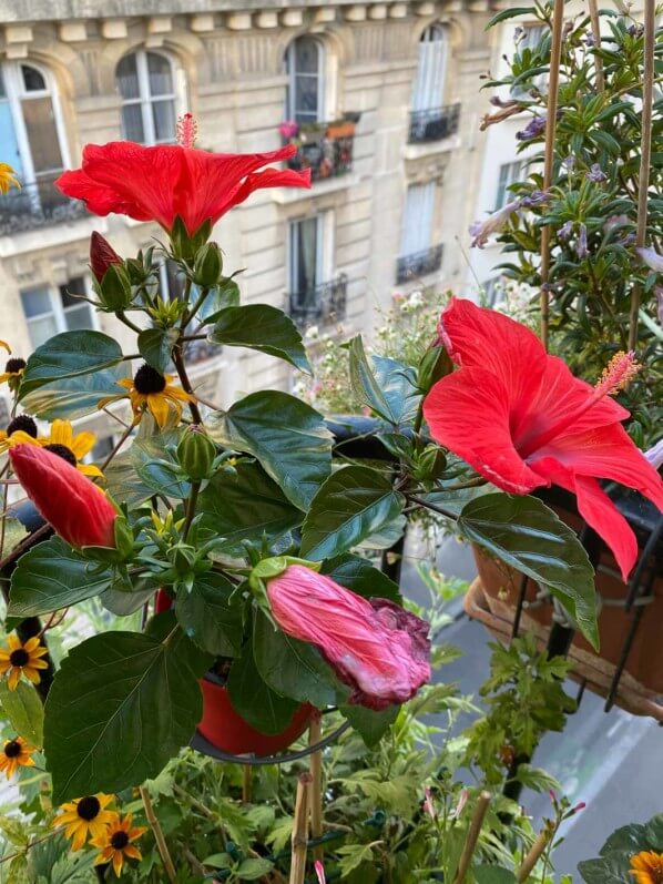 Hibiscus x rosa-sinensis HibisQs Longiflora en été sur mon balcon parisien, Paris 19e (75)