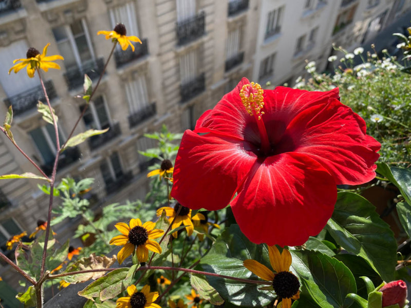 Hibiscus x rosa-sinensis HibisQs Longiflora  et Rudbeckia triloba en été sur mon balcon parisien, Paris 19e (75)