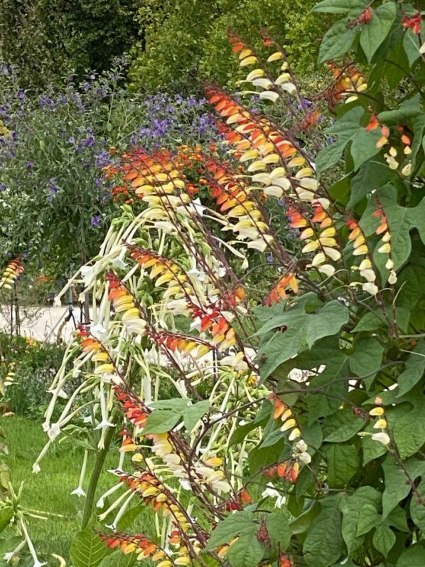 Plumes d'Indien, Ipomaea versicolore, Mina lobata, en été dans le Jardin des plantes, Paris 5e (75)