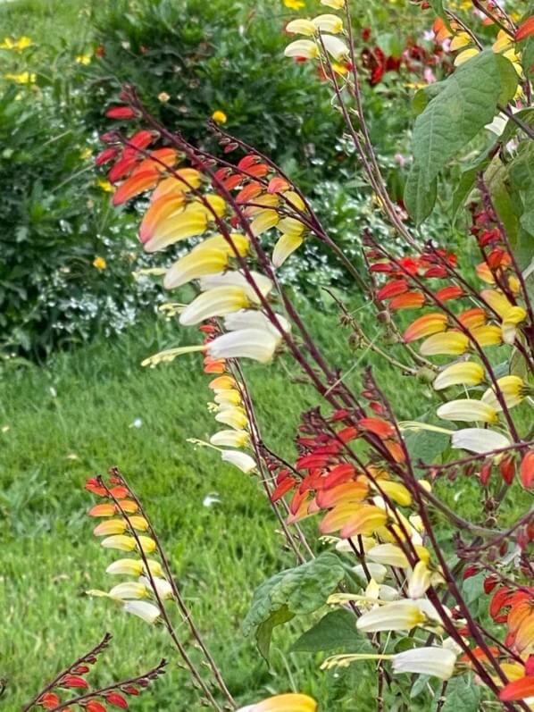 Plumes d'Indien, Ipomaea versicolore, Mina lobata, en été dans le Jardin des plantes, Paris 5e (75)