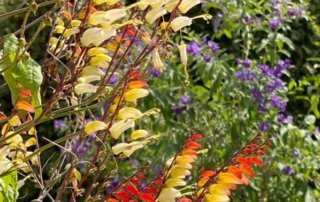 Plumes d'Indien, Ipomaea versicolore, Mina lobata, en été dans le Jardin des plantes, Paris 5e (75)