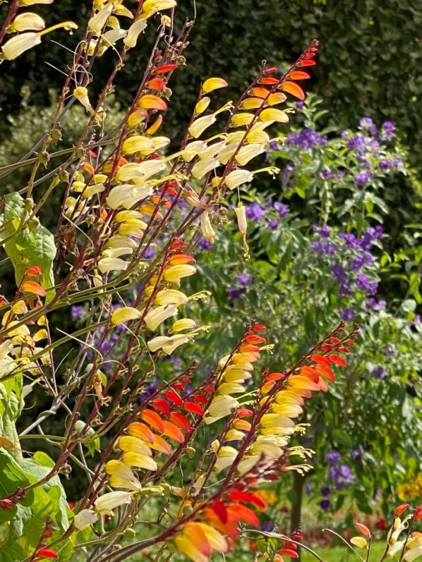 Plumes d'Indien, Ipomaea versicolore, Mina lobata, en été dans le Jardin des plantes, Paris 5e (75)