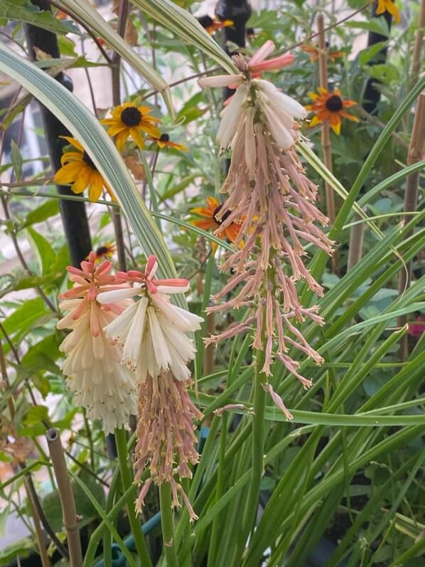 Kniphofia ‘Orange Vanilla Popsicle’, fleurs fanées, en été sur mon balcon parisien, Paris 19e (75)