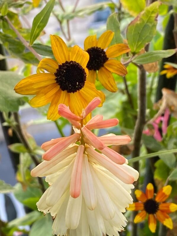 Kniphofia Popsicle ‘Orange Vanilla’ et Rudbeckia triloba en été sur mon balcon parisien, Paris 19e (75)