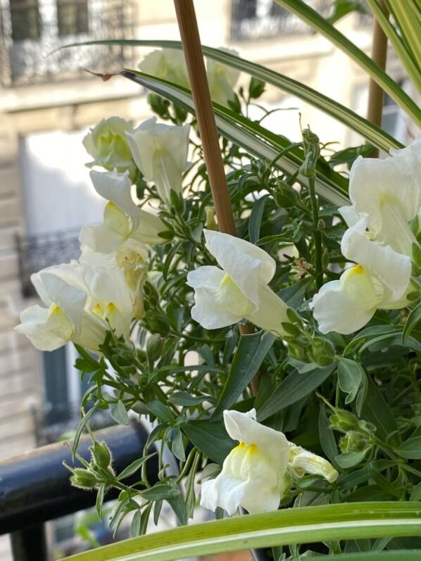 Muflier nain en été sur mon balcon parisien, Paris 19e (75)