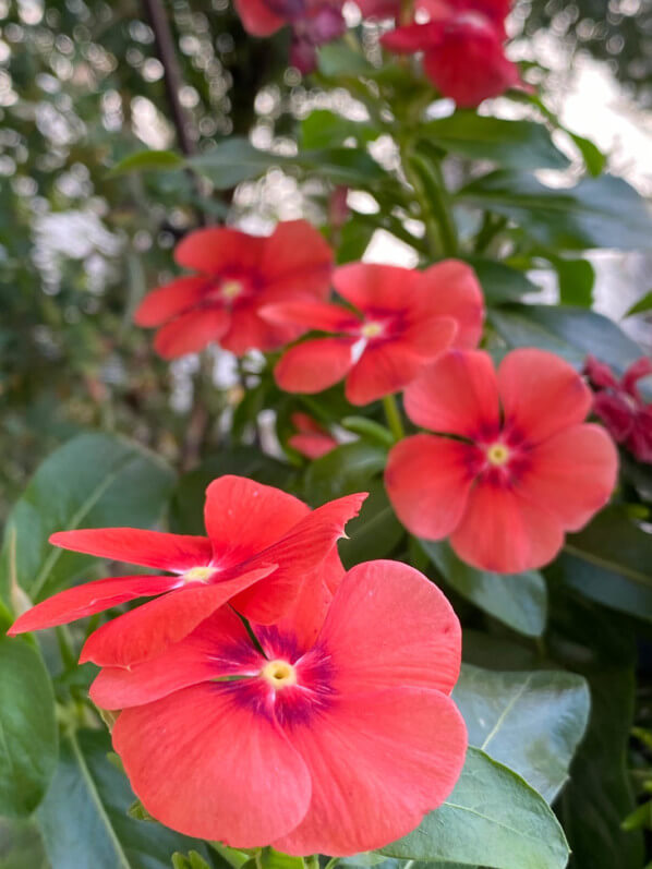 Pervenche de Madagascar 'Tatoo Papaya' (Cataranthus roseus) en été sur mon balcon parisien, Paris 19e (75)