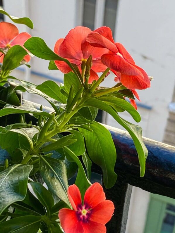 Pervenche de Madagacar, Cataranthus roseus 'Tatoo Papaya', en été sur mon balcon parisien, Paris 19e (75)