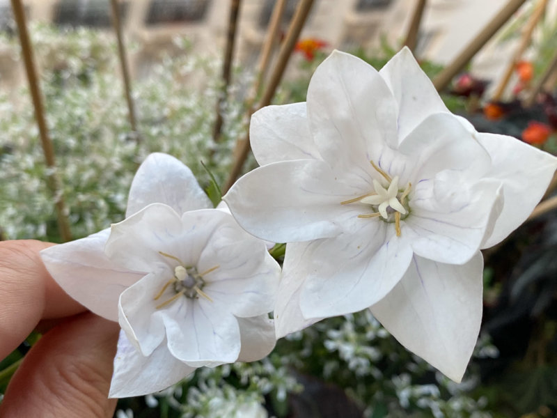 Platycodon grandiflorus 'Hakone White' en été sur mon balcon parisien, Paris 19e (75)