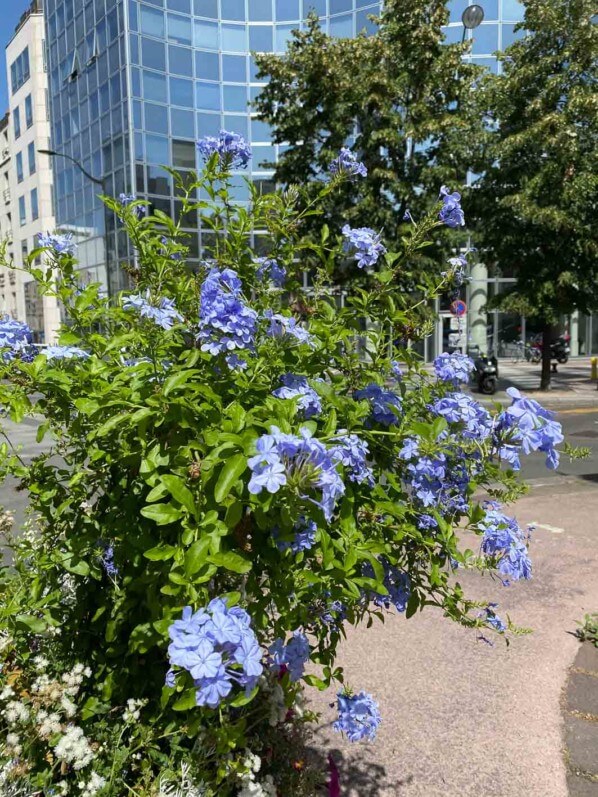 Plumbago capensis, Levallois (92)